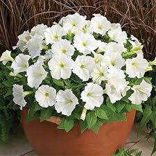 White Petunia Flower Seeds – Heirloom, Non-GMO, High Germination Organic Garden Seeds for Planting, Seeds for Planting