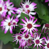 Semillas de flores Senetti Pericallis rosa y blanca para plantar – Semillas de jardín orgánicas, de reliquia, sin OMG, de alta germinación