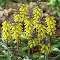 Yellow Violet Muscari Macrocarpum Flower Seeds – Heirloom Non-GMO Organic Garden Seeds