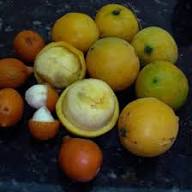 Yellow Mangosteen Seeds Heirloom Non-GMO High Germination Organic Garden Seeds for Planting