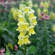 Yellow Antirrhinum Majus Flower Seeds for Planting – Heirloom, Non-GMO, High Germination Organic Garden Seeds