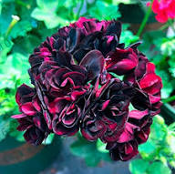 Dark Red Geranium Flower Seeds Heirloom Non-GMO High Germination Seeds