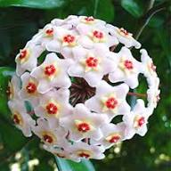 White Red Carnosa Flower Seeds – Heirloom, Non-GMO, High Germination Organic Garden Seeds for Planting Seeds for Planting