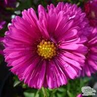 Semillas de Flor Aster Frikartii Rosa – Variedad Tradicional, No Transgénica, Semillas Orgánicas de Alta Germinación para Huerto