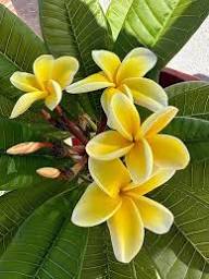 Plumeria Flower Seeds White Yellow – Heirloom Non-GMO High Germination Organic Garden Seeds for Planting Seeds for Planting