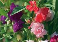 Perennial Impatiens Flower Seeds – Heirloom, Non-GMO, High Germination Organic Garden Seeds for Planting Seeds for Planting