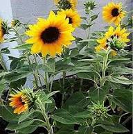 Yellow Terracotta Sunflower Flower Seeds Heirloom Non-GMO High Germination Organic Garden Seeds
