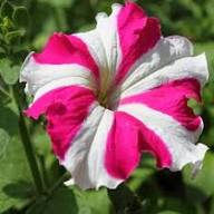 Petunia Flower Seeds Pink White – Heirloom Non-GMO High Germination Organic Garden Seeds for Planting