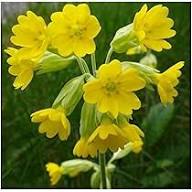 Gelbe Primula Veris Blumensamen – Heirloom, gentechnikfrei, hochkeimfähig, Bio-Gartensamen zum Pflanzen