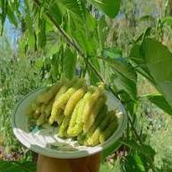 Green Mulberry Plant Seeds for Planting – Heirloom Non-GMO High Germination Organic Garden Seeds