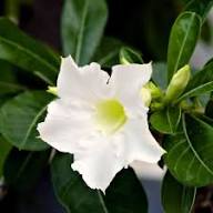 White Adenium Obesum Flower Seeds Heirloom Non-GMO High Germination Organic Garden Seeds