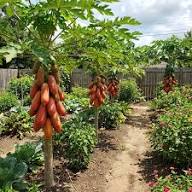 Red Lady Papaya Fruit Seeds for Planting – Heirloom Non-GMO High Germination Organic Garden Seeds