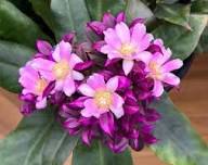 Pink Pereskia Flower Seeds – Heirloom Non-GMO High Germination Organic Garden Seeds for Planting