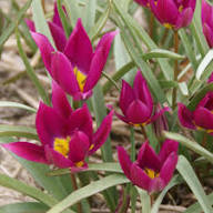 Pink Tulipa Humilis Flower Seeds for Planting – Heirloom, Non-GMO, High Germination