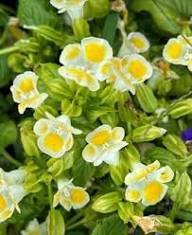 Torenia Kauai Flower Seeds – Heirloom, Non-GMO, High Germination Organic Seeds