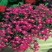 Lobelia Regatta Pink Flower Seeds – Heirloom Non-GMO High Germination Organic Garden