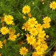Yellow Thymophylla Flower Seeds Heirloom Non-GMO High Germination Organic Garden Seeds