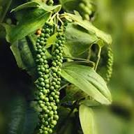 Piper Nigrum Fruit Seeds for Planting – Heirloom Non-GMO Black Pepper Seeds, High Germination Organic Garden Seeds