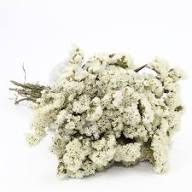 Statice Flower Seeds White Heirloom Non-GMO High Germination Organic Garden Seeds for Planting