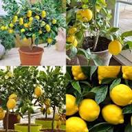 Key Lime (Citrus aurantifolia) Fruit Seeds for Planting – Heirloom, High Germination, Non-GMO Organic Garden Seeds