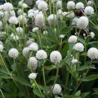 White Gomphrena Flower Seeds for Planting Heirloom Non-GMO High Germination Organic Garden Seeds