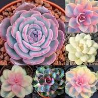 Mixed Echeveria Flower Seeds – Heirloom, Non-GMO, High Germination Seeds