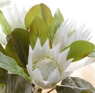 White Protea Flower Seeds for Planting – Heirloom, Non-GMO, High Germination