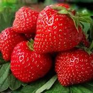 Eversweet Everbearing Strawberry Seeds for Planting – Organic Heirloom Non-GMO High Germination Organic Garden Seeds