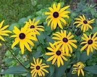 Rudbeckia Flower Seeds for Planting – Heirloom, Non-GMO, High Germination Organic Garden Seeds