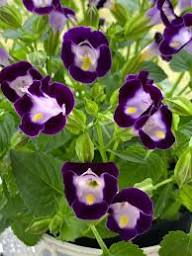 Semillas de flor Torenia Blanca Morada – Cimarrón, No-GMO, Semillas orgánicas de alta germinación