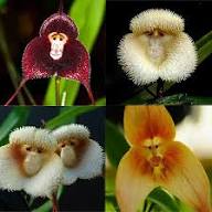 Mixed Orchid Monkey Face Flower Seeds – Heirloom, Non-GMO, High Germination Seeds