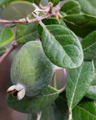 Feijoa Seeds Heirloom Non-GMO High Germination Organic Garden Seeds for Planting