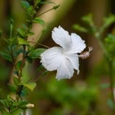 White Hibiscus Flower Seeds – Heirloom, Non-GMO, High Germination Seeds