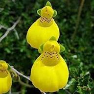 Yellow Calceolaria Integrifolia Flower Seeds – Heirloom Non-GMO High Germination Organic Seeds