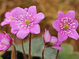 Hepatica Flower Seeds Pink – Heirloom, Non-GMO, High Germination Seeds