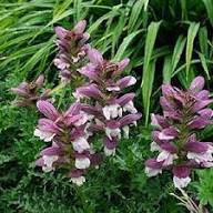 Purple Acanthus Flower Seeds for Planting – Heirloom Non-GMO High Germination Organic Garden Seeds