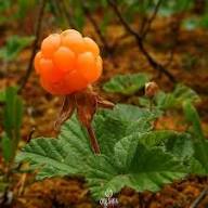 Semillas de camemoro Naranja Herencia No-GMO Alta Germinación Semillas Orgánicas de Jardín para Plantar