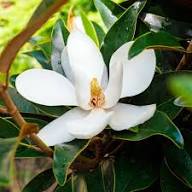 Perennial Magnolia Flower Seeds White – Heirloom, Non-GMO, High Germination Seeds