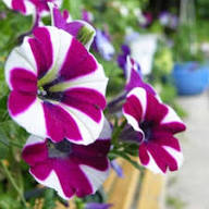 White Purple Petunia Flower Seeds for Planting Heirloom Non-GMO High Germination Organic Garden Seeds