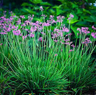 Pink Tulbaghia Flower Seeds Heirloom Non-GMO High Germination Organic Garden Seeds for Planting