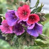 Pulmonaria Flower Seeds Pink for Planting – Heirloom Non-GMO High Germination Organic Garden Seeds
