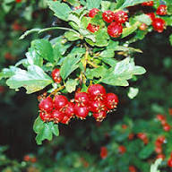 English Hawthorn (Crataegus laevigata) Seeds – Hardy Heirloom Trees with Beautiful Berries Fast-Growing Vitamin C Rich Juicy Trees Heirloom &amp; Non-GMO Seeds Seeds for Planting Organic Garden Seeds High Germination