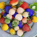 Rainbow Strawberry Fruit Seeds for Planting – Heirloom Non-GMO High Germination Organic Garden Seeds