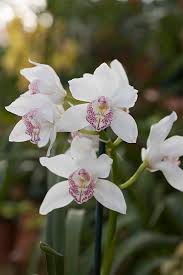 White Cymbidium Flower Seeds Heirloom Non-GMO High Germination Organic Garden Seeds for Planting