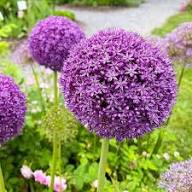 Violet Allium Flower Seeds – Heirloom Non-GMO High Germination Organic Garden Seeds