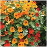 Yellow Tropaeolum Flower Seeds Heirloom Non-GMO High Germination Organic Garden Seeds