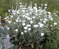 White Lychnis Coronaria Flower Seeds Heirloom Non-GMO High Germination Organic Garden Seeds for Planting