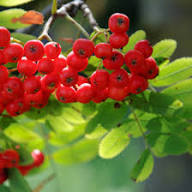 Red Sorbus Aucuparia Seeds Heirloom Non-GMO High Germination Organic Garden Seeds for Planting