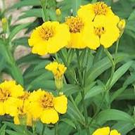 Yellow Tagetes Lucida Flower Seeds Heirloom Non-GMO High Germination Organic Seeds