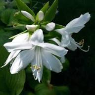 White Hosta Flower Seeds Heirloom Non-GMO High Germination Organic Garden Seeds for Planting